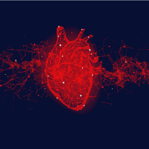 Cardiovascular network visualization