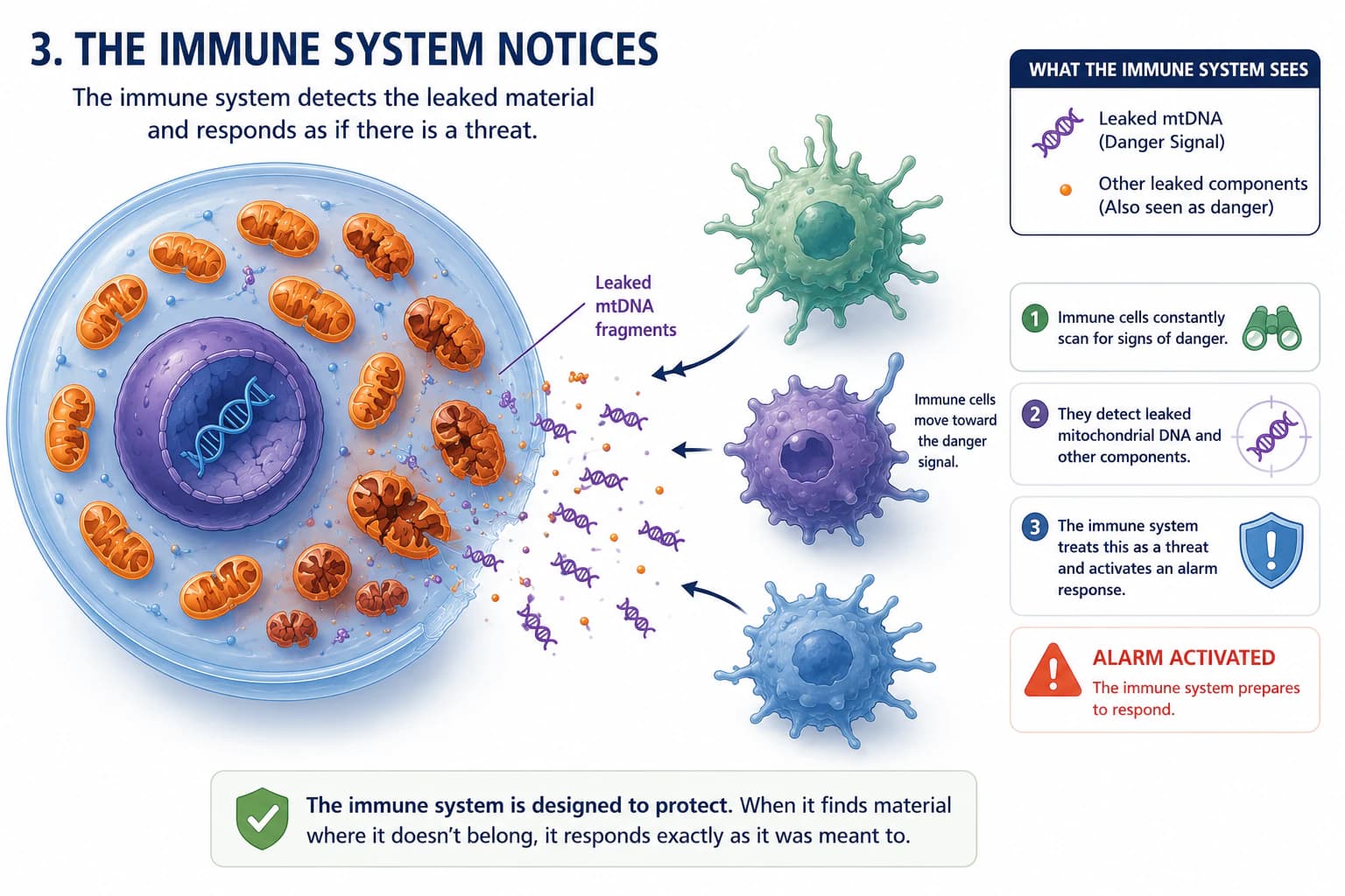 Diagram showing immune cells moving toward mitochondrial DNA and other components leaking from a damaged cell.