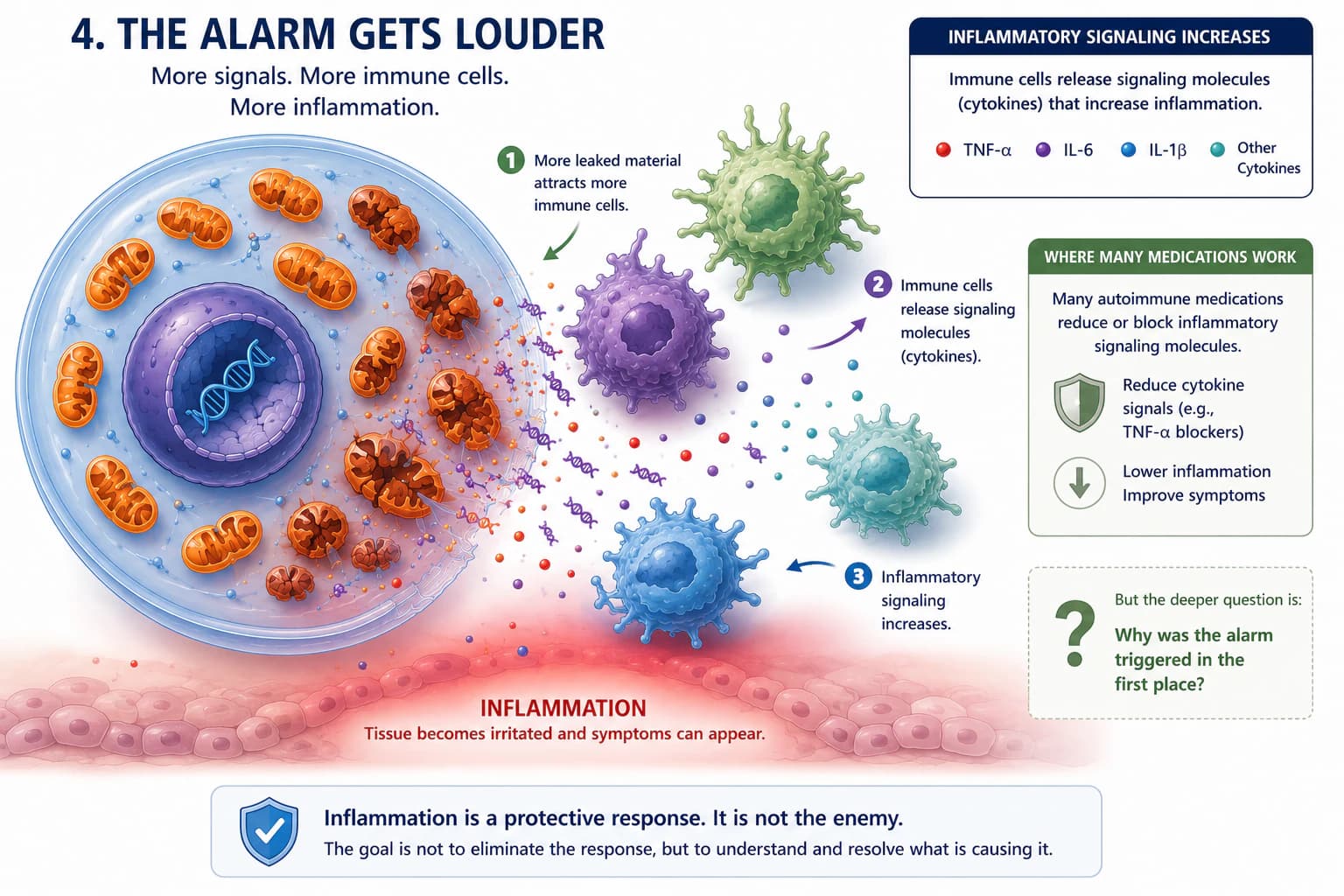 Diagram showing immune cells gathering around a damaged cell and releasing inflammatory signals near tissue.
