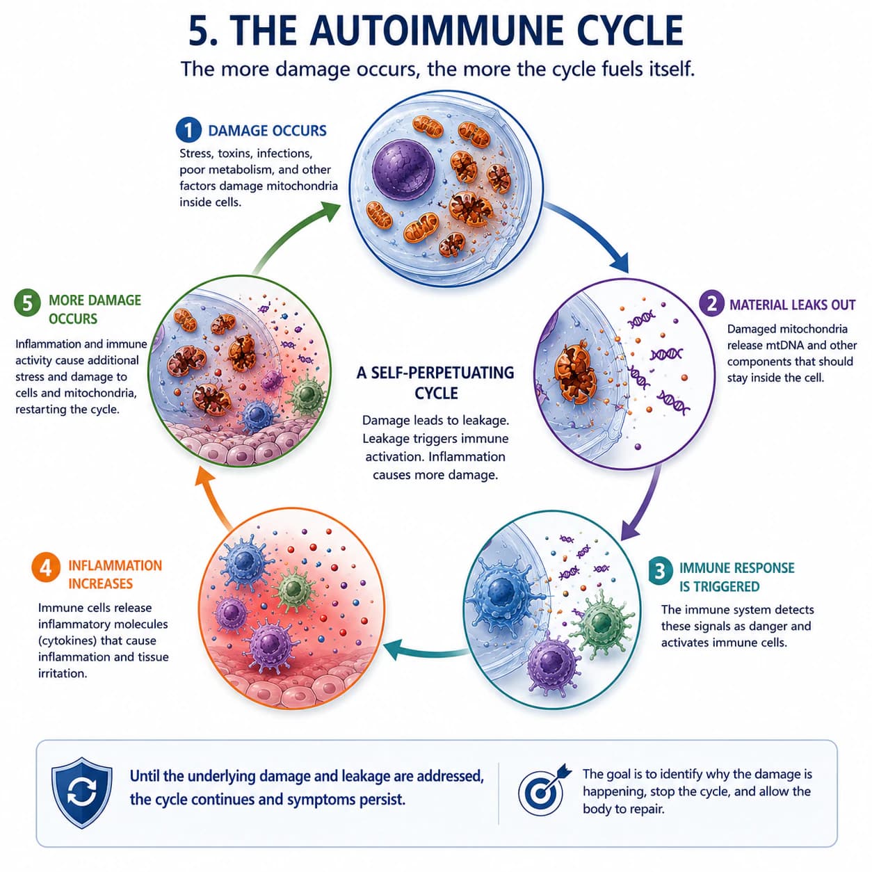 Circular five-step diagram of mitochondrial damage, material leakage, immune activation, inflammation, and additional damage.